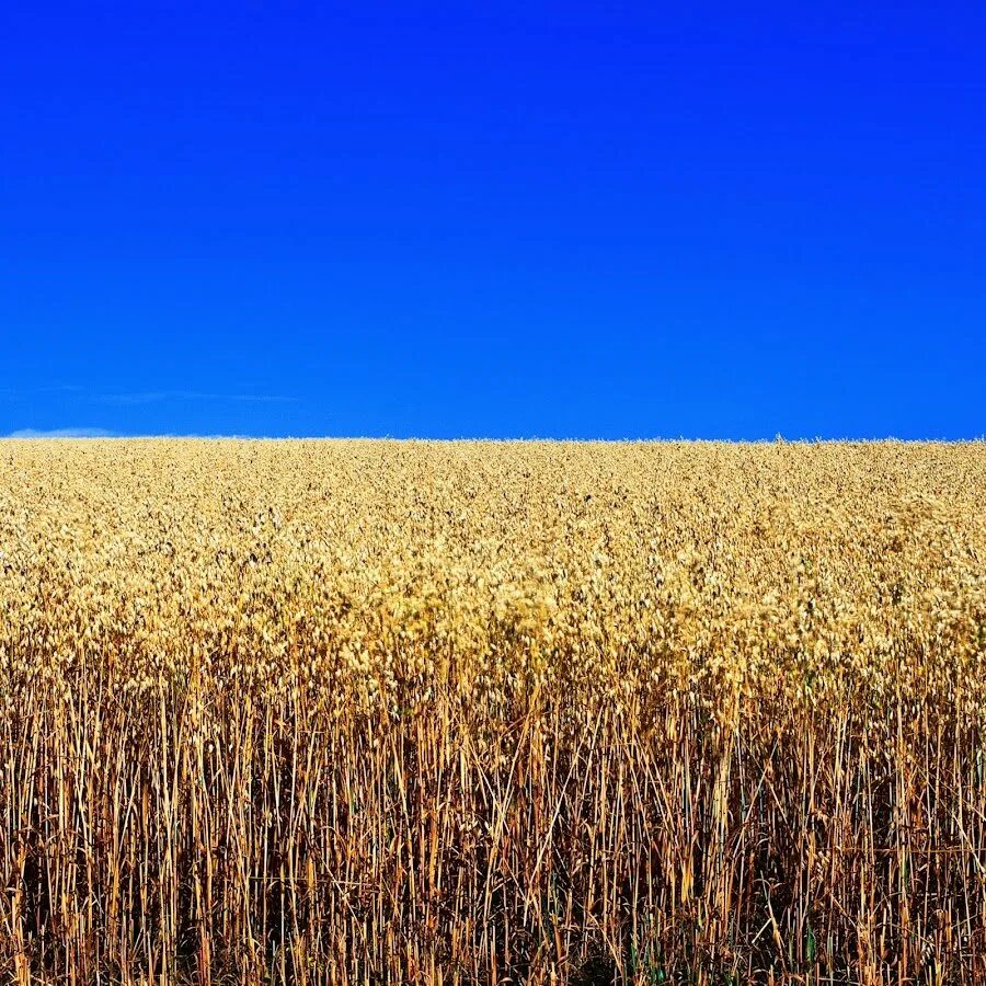 Пшеничное поле. Пшеница панорама. Поле панорама. Пшеница и голубое небо. Related field