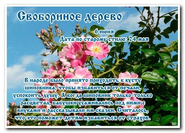 Приметы цветения. Народный календарь. Свобориное дерево. Свобориное дерево шиповник 6 июня. Свобориное дерево праздник. Свобориное дерево 6 июня.