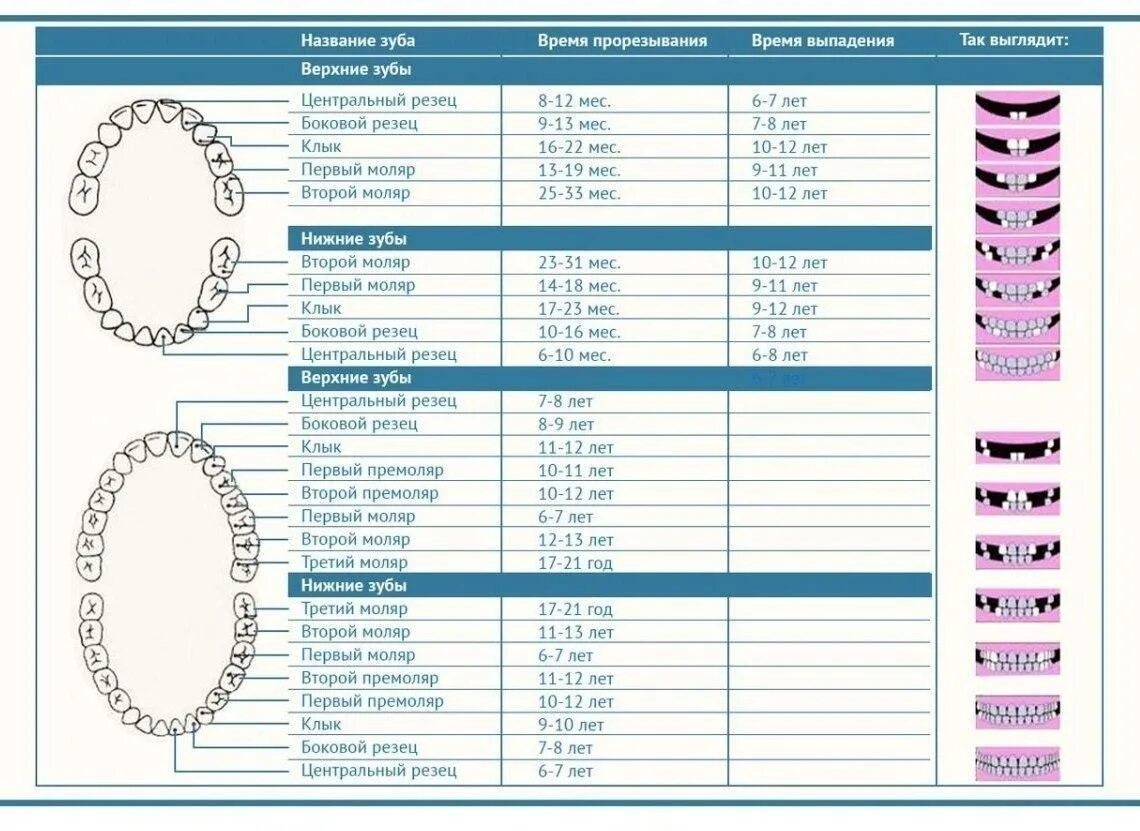 Зубы по возрасту таблица. Таблица прорезывания зубов у детей. Нормы прорезывания зубов у детей таблица. Нормы прорезывания молочных зубов у детей таблица. Схема прорезывания зубов у детей по возрасту.
