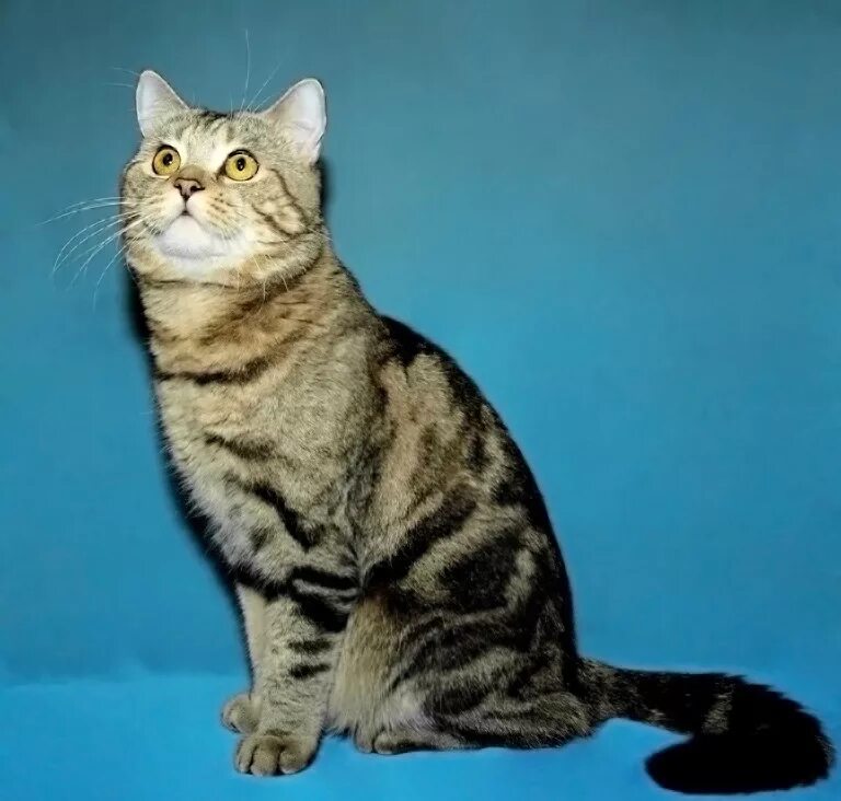 Шотландская прямоухая короткошерстная мраморная. Шотландская кошка прямоухая скоттиш страйт полосатый. Шотландский страйт окрас. Шотландская страйт окрасы. Шотландская страйт окрасы.