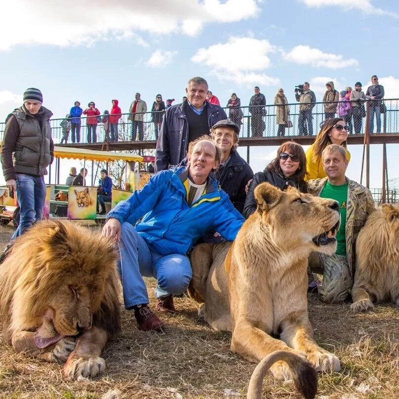 парк львов тайган. парк львов тайган, белогорск. белогорск крым сафари парк тайган. где находится зоопарк тайган. парк львов тайган.