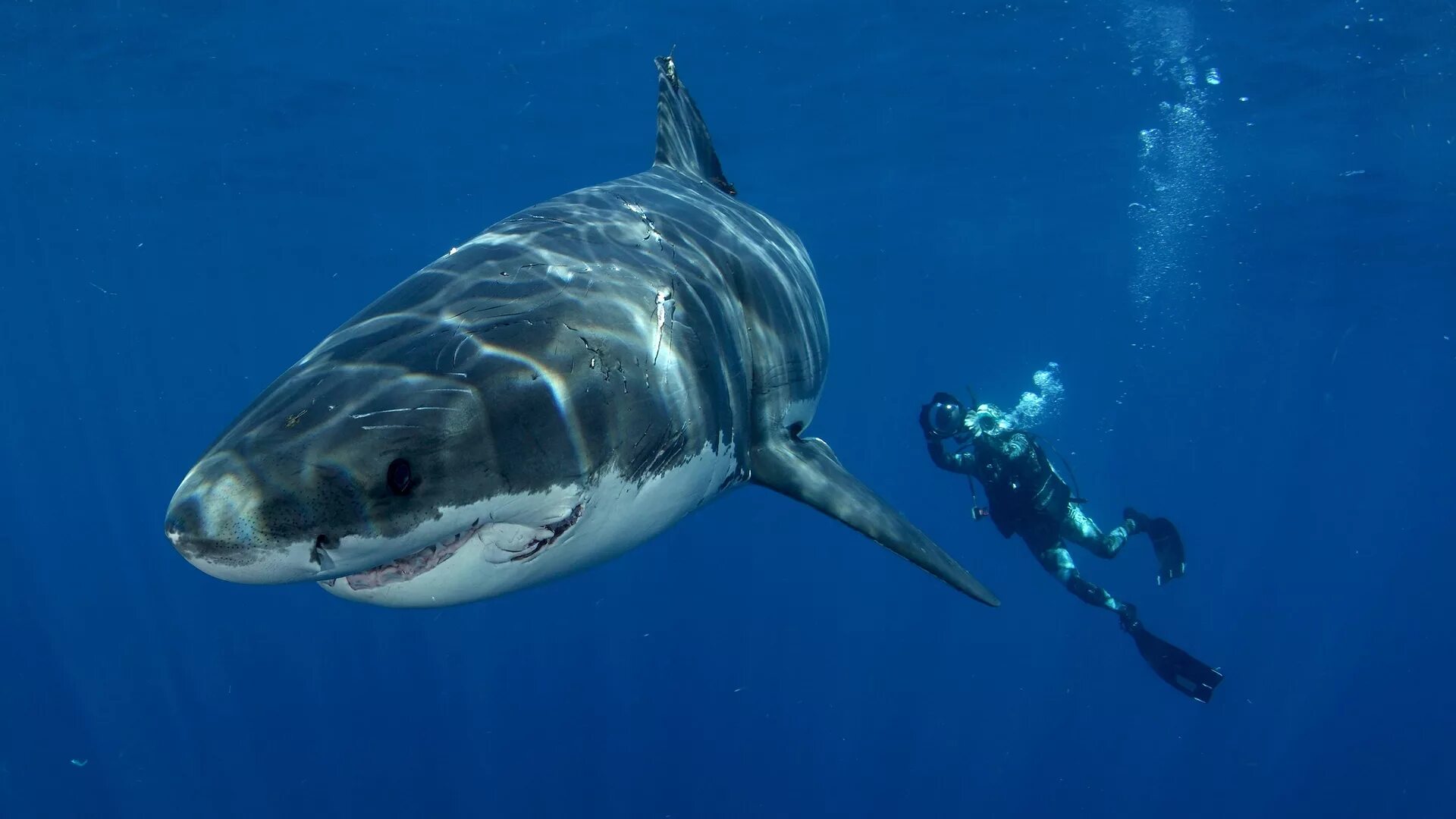 The most dangerous animal. Белая акула. Большая белая акула. Рыба большая. Акула обои.