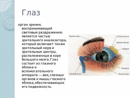 Глаза являются органом человека