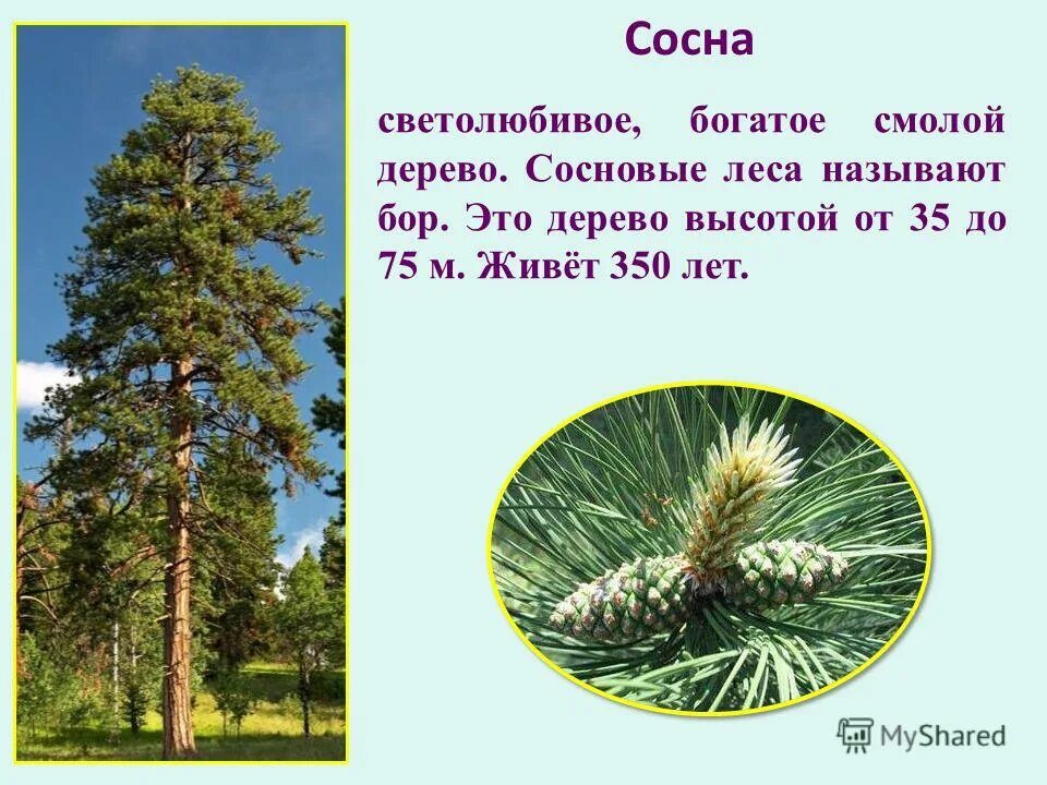 Светолюбивое хвойное дерево. Светолюбивое хвойное дерево. Светолюбивая сосна или ель. Лиственница сибирская хвоя. Елка пихта кедр.