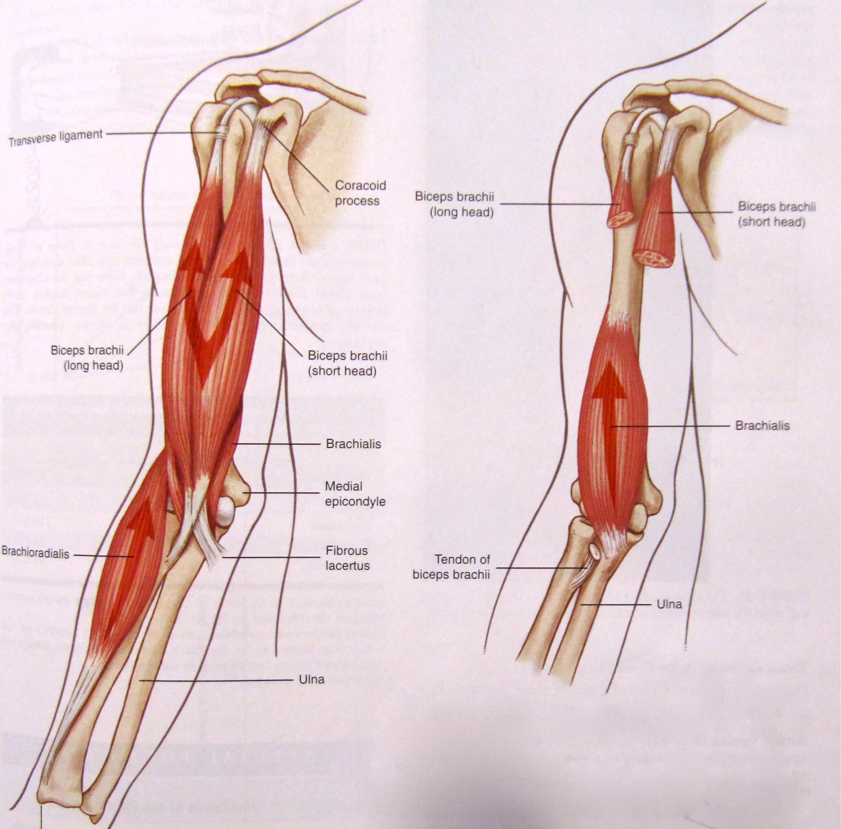 Почему дергается плечо. M brachioradialis m brachialis. Брахиалис мышца анатомия. Бицепс плеча анатомия. Сухожилие бицепса плеча анатомия.