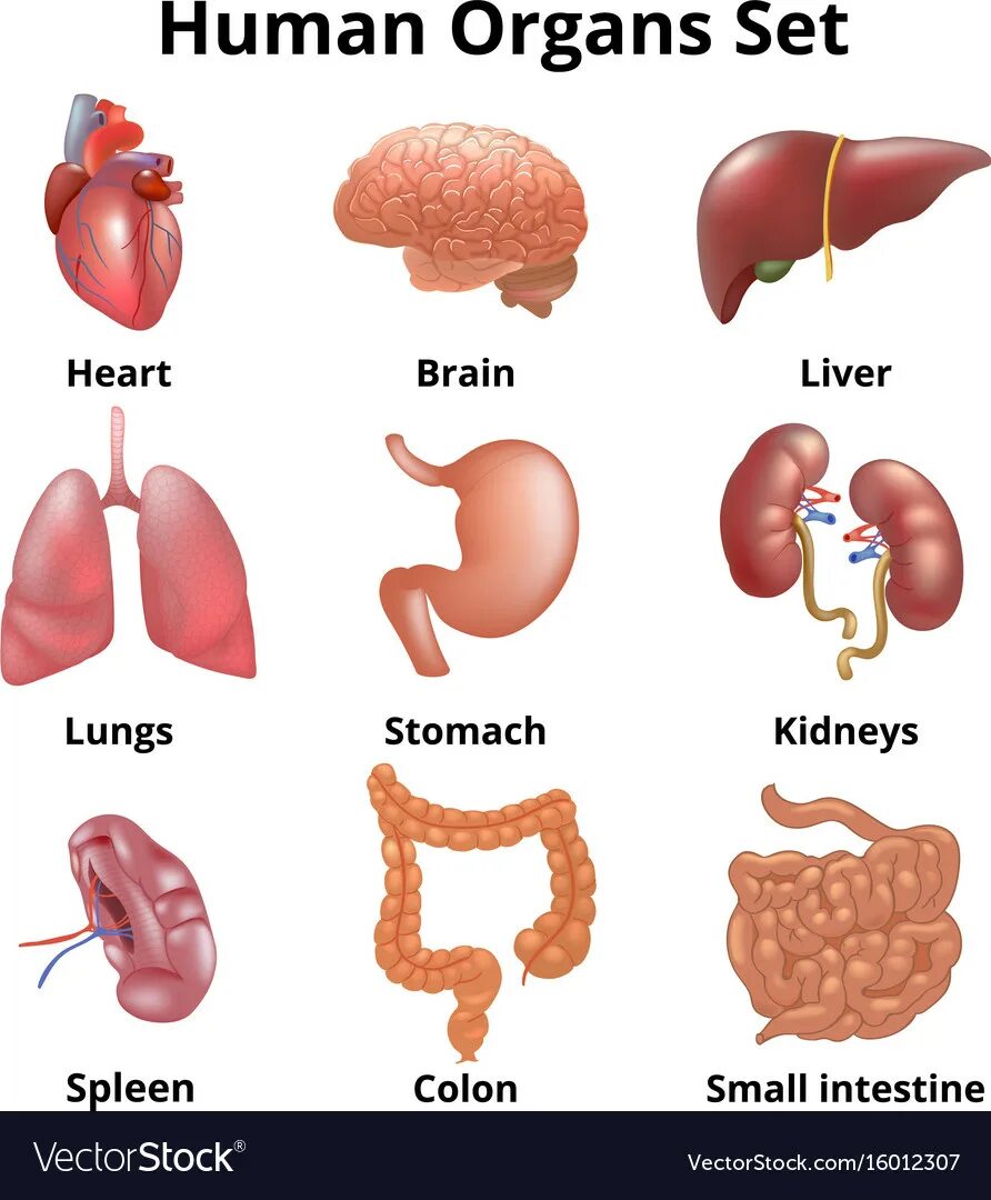 Human organs. Органы человека. Внутренние органы человека на английском. Макет внутренних органов человека. Внутренние органы на английском для детей.