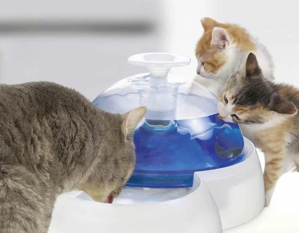 Сколько должен пить котенок. Поилка pet catit. фонтан для кошек catit. питьевой фонтанчик hagen catit для животных, 2 л, голубой. фонтан катит для кошек.