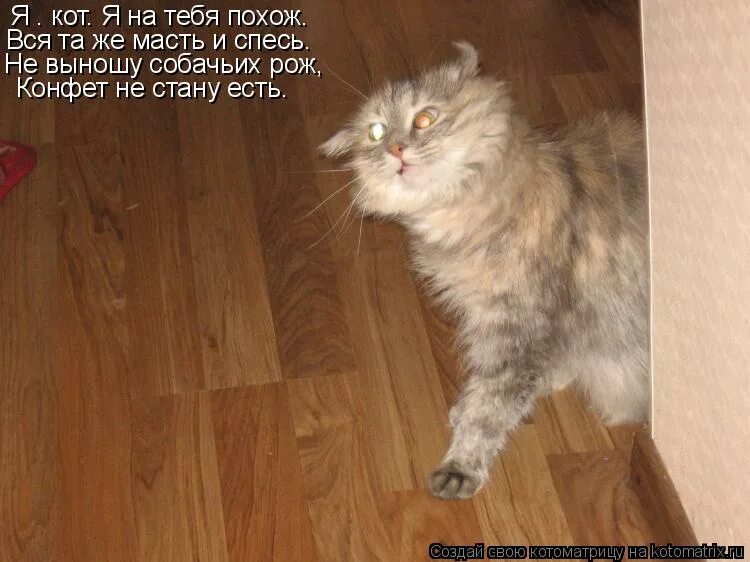 Мем парень с пальцем у виска. Кот ржет. Не похоже на тебя. Похож прикол. Кот защищается.