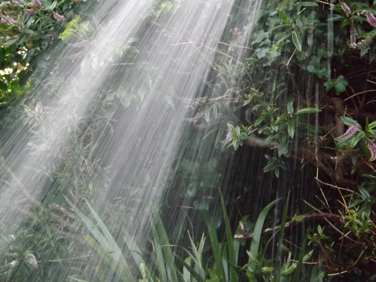 бочка для сбора воды. дождево. емкость для сбора дождевой воды с крыши. дождевая вода картинки. дождь.