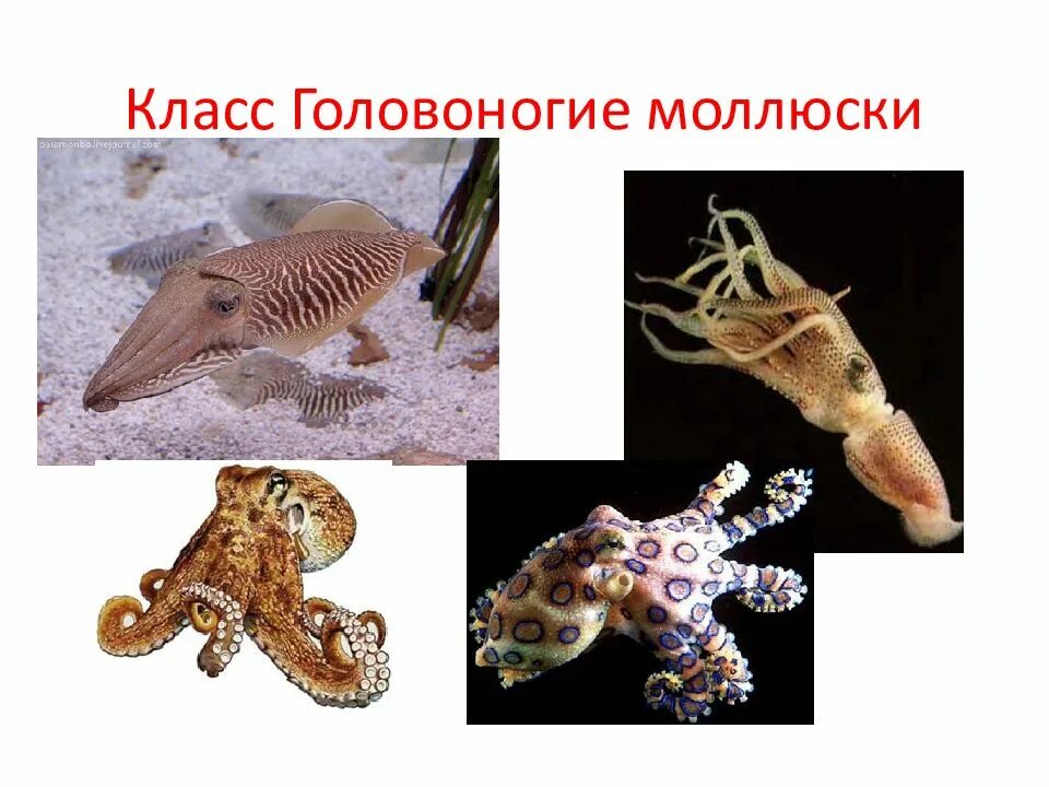 Головоногие классы животных. Головоногие представители. двужаберные головоногие моллюски. представители класса головоногие. образ жизни головоногих.