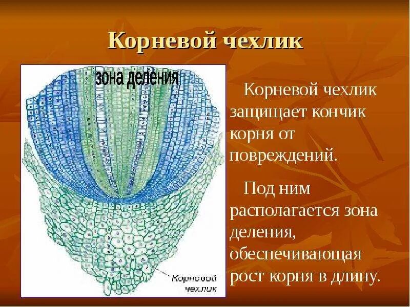 Какие функции у корневого чехлика. Корневой чехлик строение клеток. функции корневого чехлика. корневой чехлик функции зоны. корневой чехлик ткань.