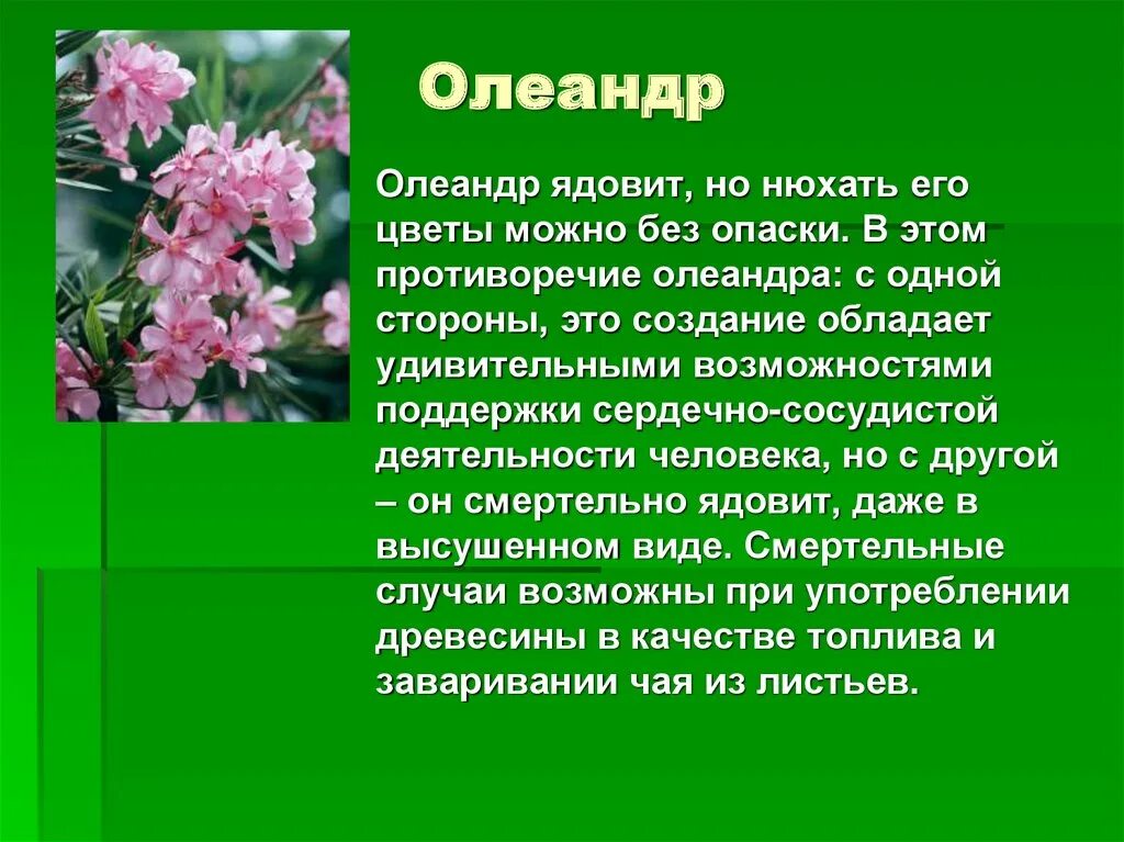 Какой из цветов ядовитый. Олеандр цветок опасен. Олеандр обыкновенный ядовитое растение. Олеандр обыкновенный ядовитое. Элиандор растение ядовитое.