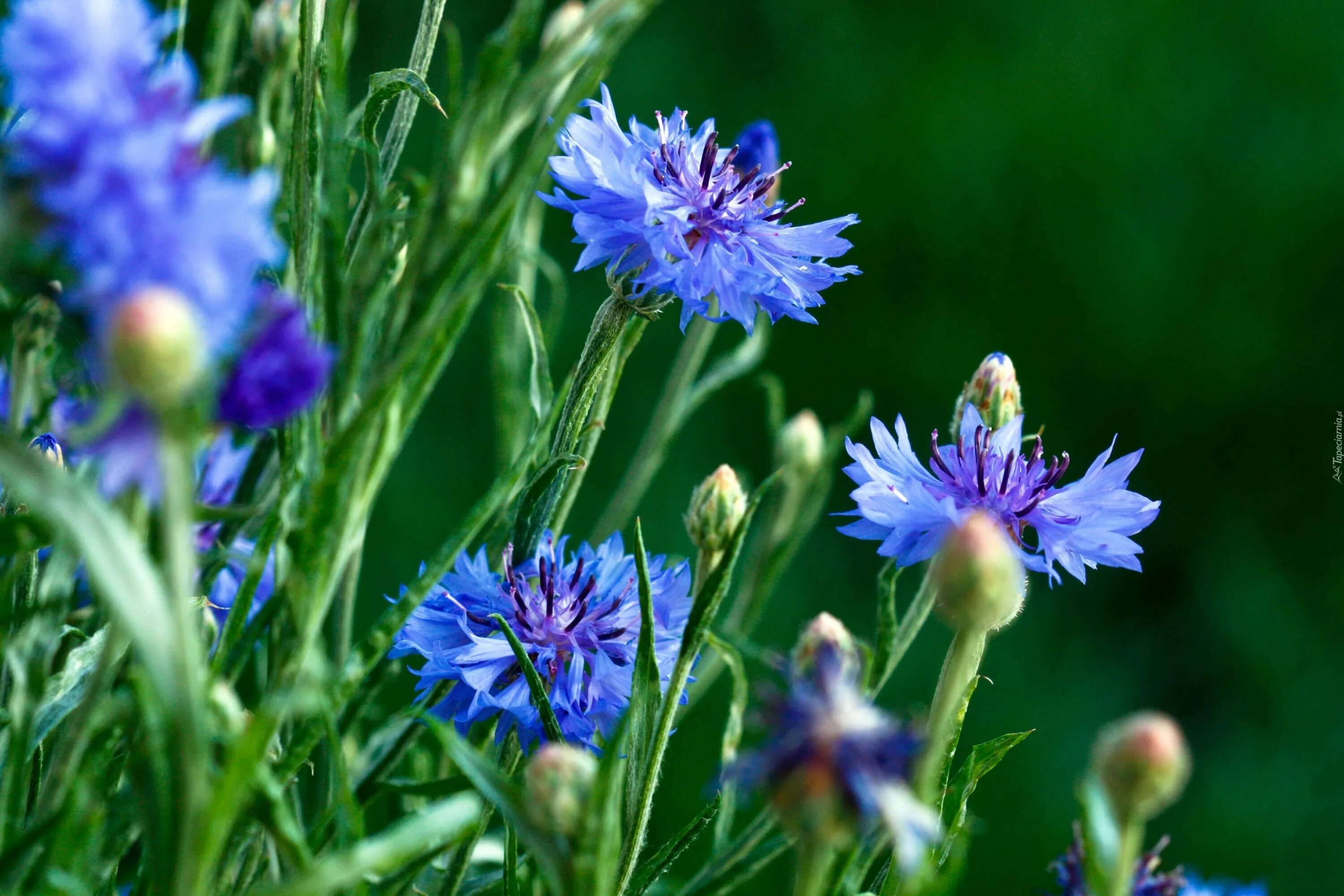 Шалфей. Информация о васильке цветке. Тысячелистника трава (millefolii herba). Описание василька. Полевые цветы скабиоза.