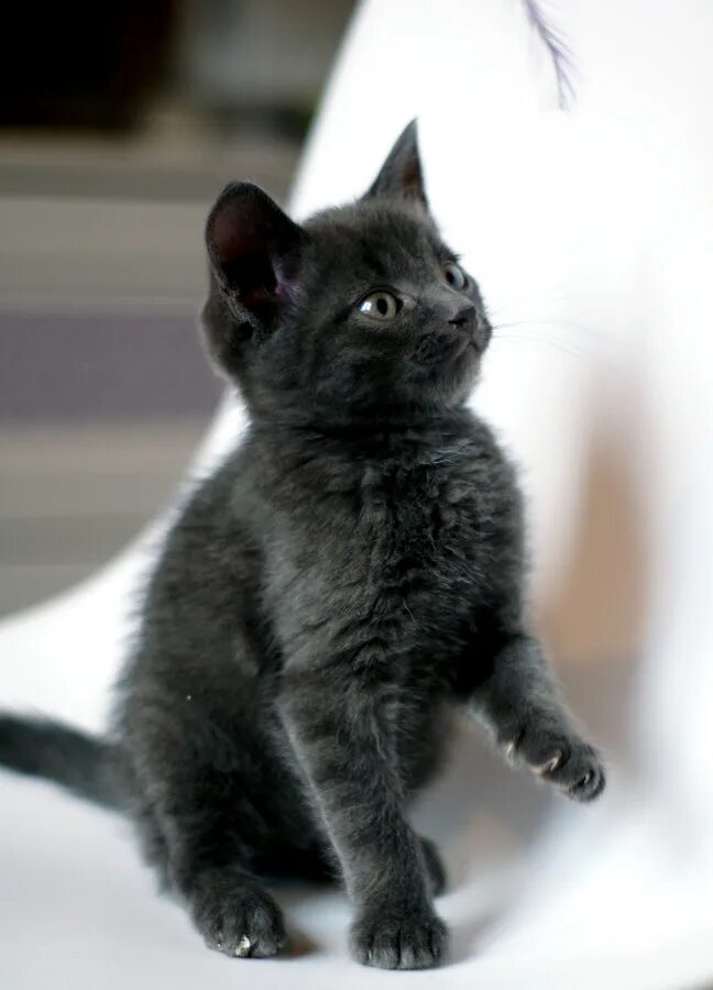 Черная рожден. Британские котята черные. Британский котенок чернасерый. Британская кошка черная. Котёнок британец чёрный на сером.