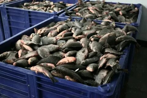 Рыба опт астрахань