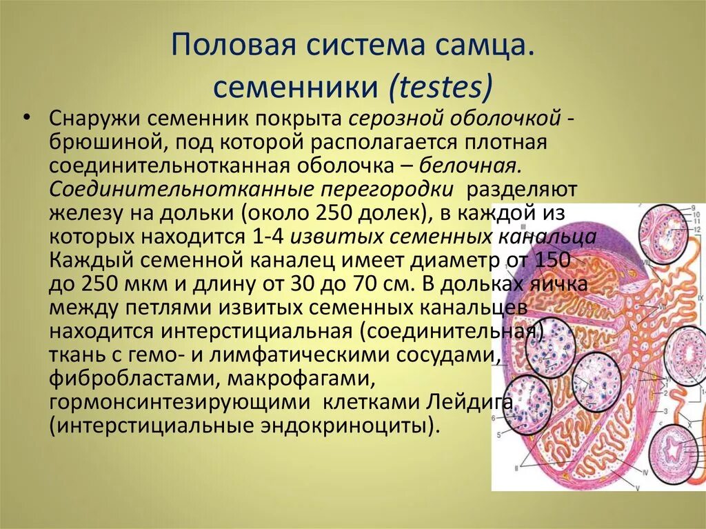 Мужские половые железы семенники. Гистопрепарат семенника. Половая система самцов. Строение семенника гистология. Интерстициальная ткань семенника.