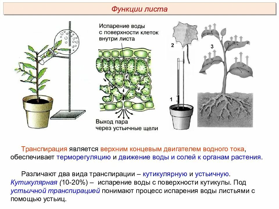 Функции транспирации. Транспирация у растений. Транспирация воды у растений. Процесс испарения воды листьями. Схема транспирации растений.