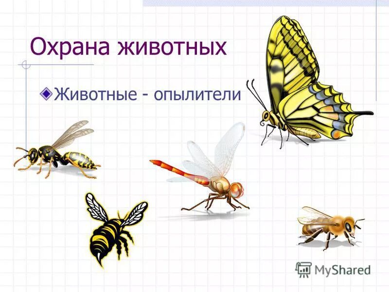 какие насекомые опыляют цветы. насекомые опылители растений презентация. насекомые опылители 3 класс. насекомые опылители презентация. подчеркни насекомых опылителей окружающий мир.
