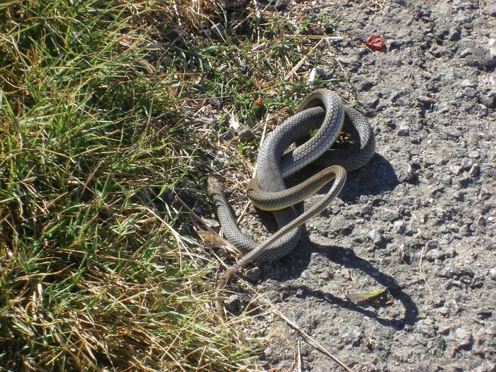 Почему умирают змеи. Почему умирают змеи. Змея притворяется мертвой. Змеи пожирающие друг друга. Уж притворщик змея.