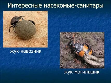 Насекомые санитары