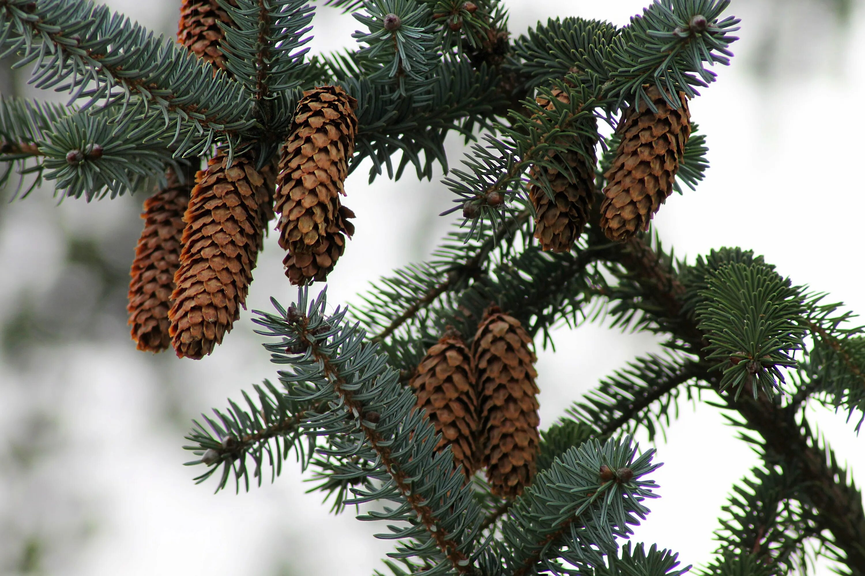 Многообразие ели. Ель Сибирская Picea obovata. Picea obovata шишки. Пихта Сибирская дерево. Ель Сибирская шишка.