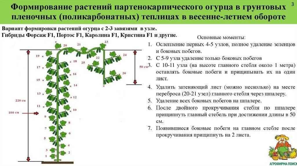 Как ухаживать за огурцами в теплице