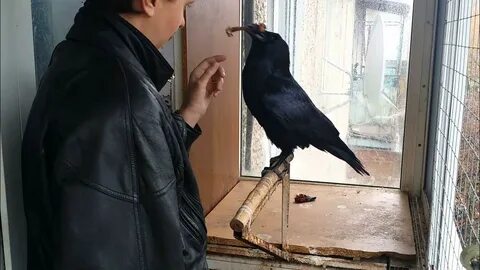 До какого будет идти ворон на домашнем