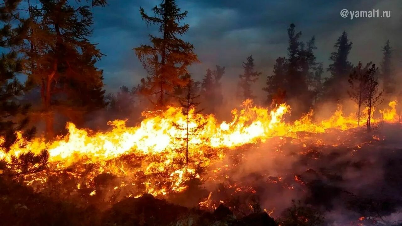 Пожар в лесу. Горят леса. Природные пожары. Очаг пожара.