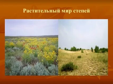 Природная зона степь растительный мир