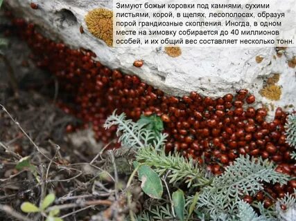 Когда божьи коровки впадают в спячку