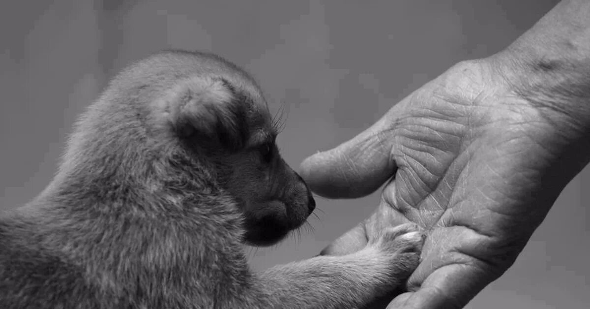 Давай про собаку. Трогательные животные. Милосердие к животным. Эмпатия к животным. Доброта животных.