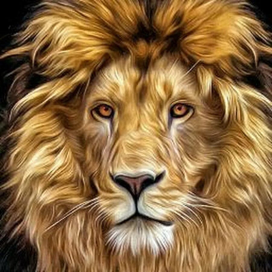 Лев арты. Лев фото. Аватарки со львом. Тату лев. Аватарки со львом.