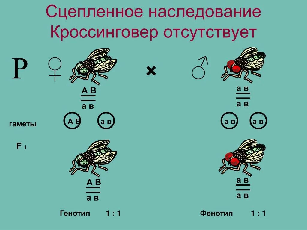 Неполное сцепление сколько гамет