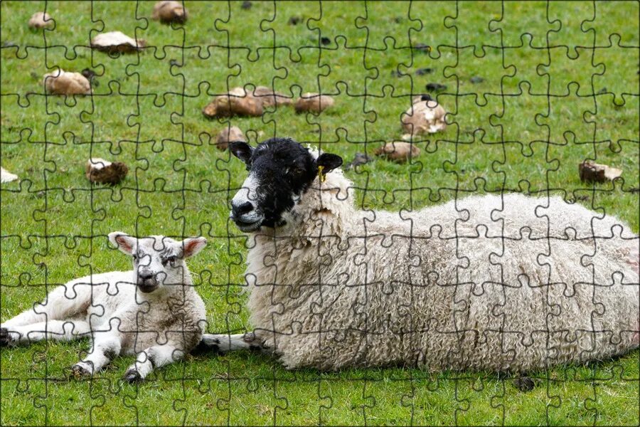 Сайт wool lamb