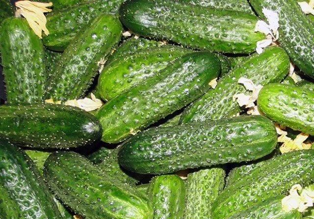 сорта огурцов устойчивые к болезням для теплиц. сорта огурцов устойчивые к болезням для теплиц. сорта огурцов устойчивые к болезням для теплиц. партенокарпический сорт огурцов. сорта огурцов устойчивые к болезням для теплиц.