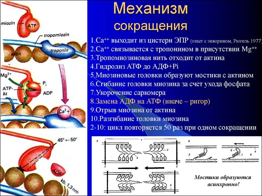 Биохимия мышечная. Схема мышечного сокращения биохимия. Биохимические механизмы мышечного расслабления биохимия. Физиологический механизм мышечного сокращения.. Механизм мышечного сокращения физиология схема.