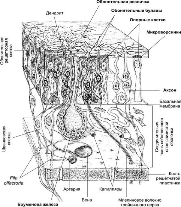 Строение обонятельного анализатора гистология. Схема строения обонятельного эпителия. Боуменовы железы обонятельного анализатора. Строение органа обоняния гистология. Слизь строение