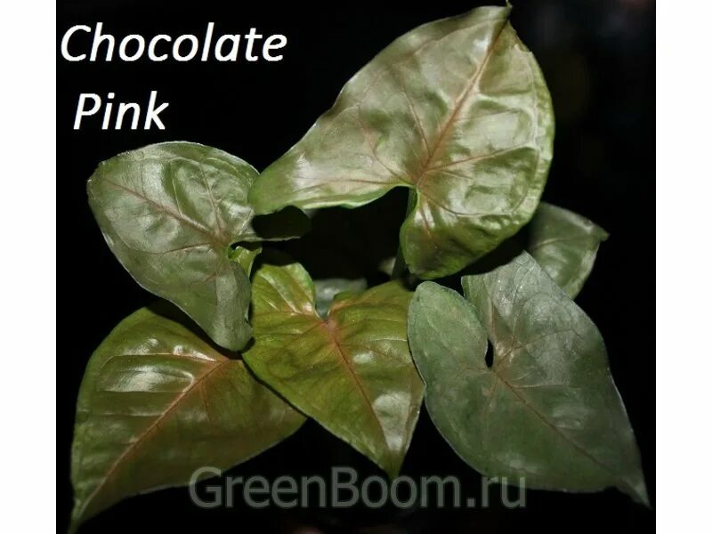 Сингониум Брокант. Сингониум Pink Chocolate. Сингониум Пинк шоколад Pink Chocolate.