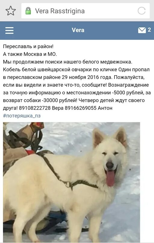 Переславль залесский выставка собак. Переславль залесский потерялась собака. пропала собака переславль залесский. суприм бест собак в переславле-залесском. выставка собак переславль залесский.
