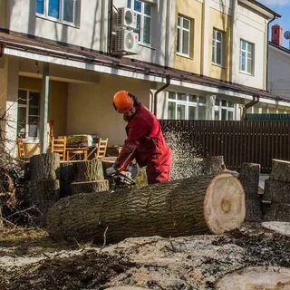 Спил деревьев в городе