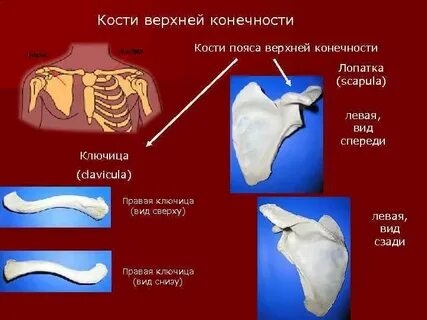 Конечности тип костей