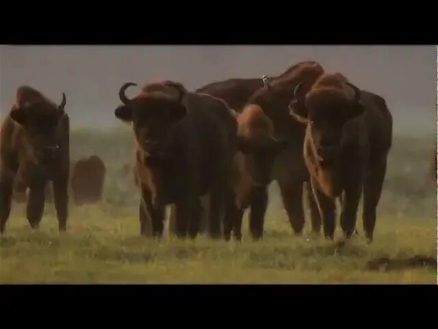 Музыка бизоны. Песня бизон. Песня бизон. Бизон какает. Песня бизон.