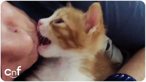 Kiss cat 18