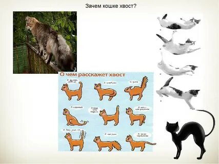 Что такое хвост кота