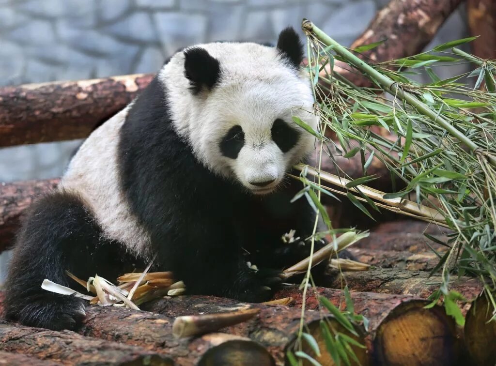 Большая Панда в Московском зоопарке. Панда жуи в Московском зоопарке. Панды жуи и Диндин. Панда в зоопарке Москвы. Панда живет в зоопарке