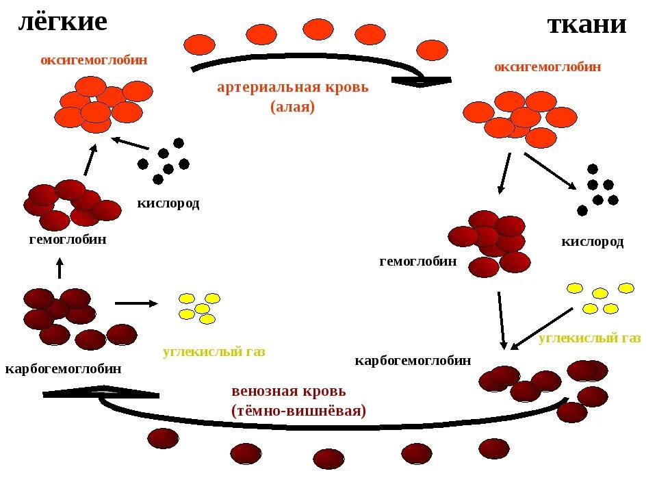 Гемоглобин какая ткань. Перенос кислорода гемоглобином схема. Перенос кислорода эритроцитом схема. При насыщении крови кислородом гемоглобин превращается в .... Схема превращения гемоглобина в оксигемоглобин.
