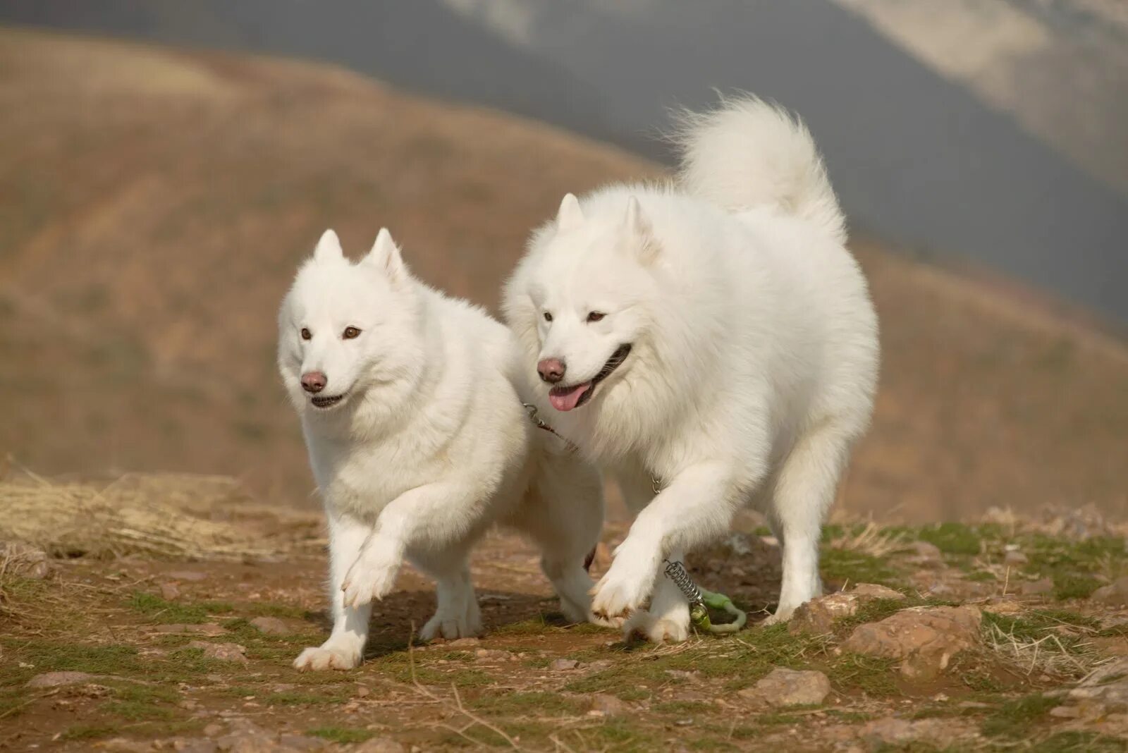 We two dogs. 2 Собаки. Азиат между 2 собаками. Две собаки и Сакура.