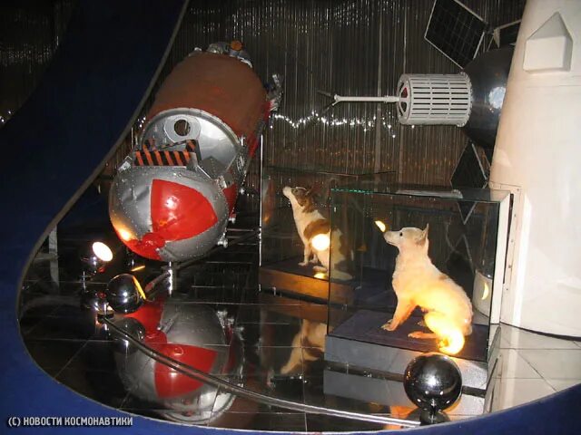 Спутник 5 собаки. Спутник-5 космический аппарат белка и стрелка. Спутник 5 белка и стрелка. Корабль Восток белка и стрелка. Белка и стрелка в музее космонавтики.
