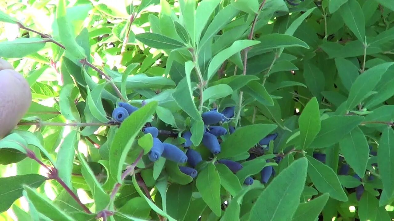 Жимолость сроки созревания. Жимолость съедобная (Lonicera edulis). Жимолость съедобная кубышка. Жимолость древовидная съедобная. Жимолость сизая.