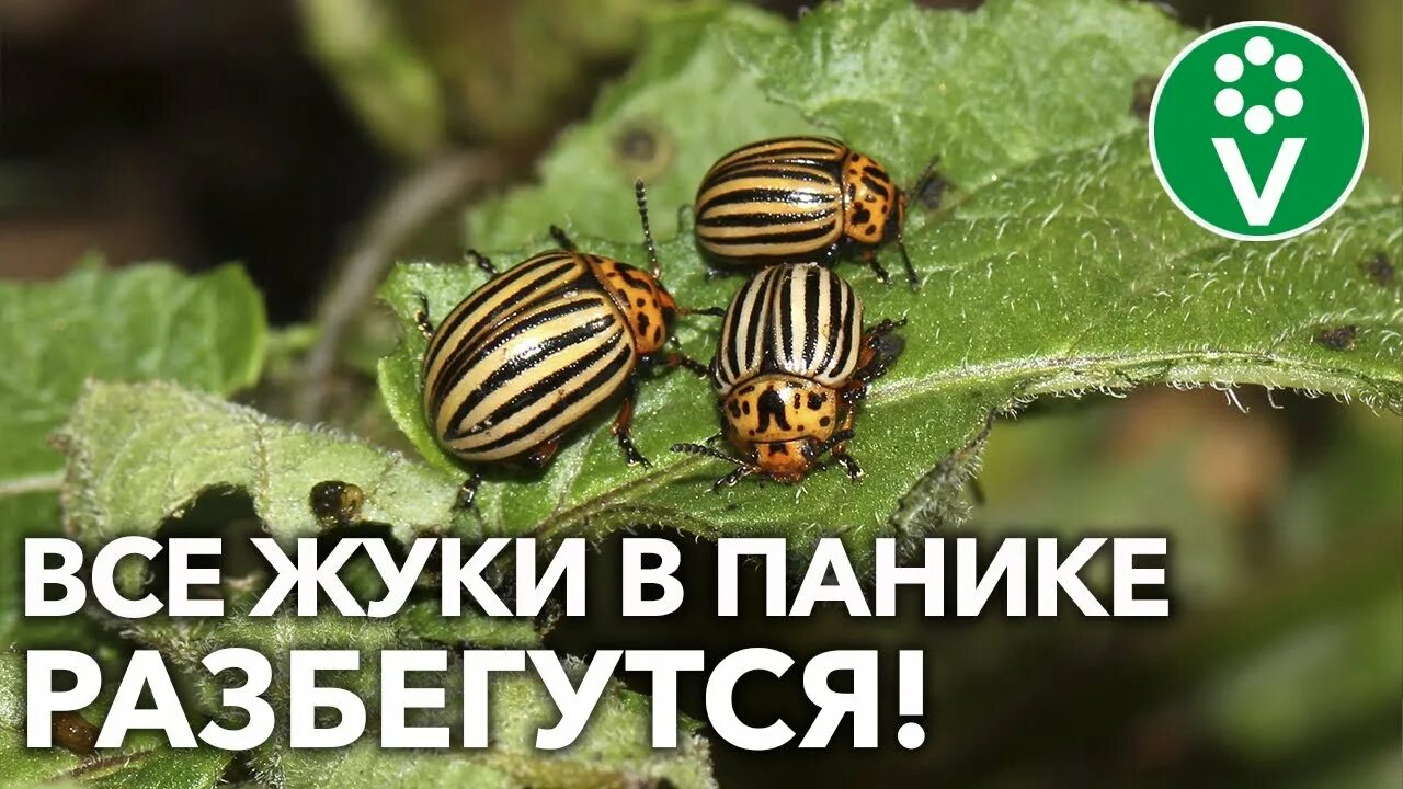 Во саду ли, в огороде выросла. картошка. О роли современных средств защиты расте